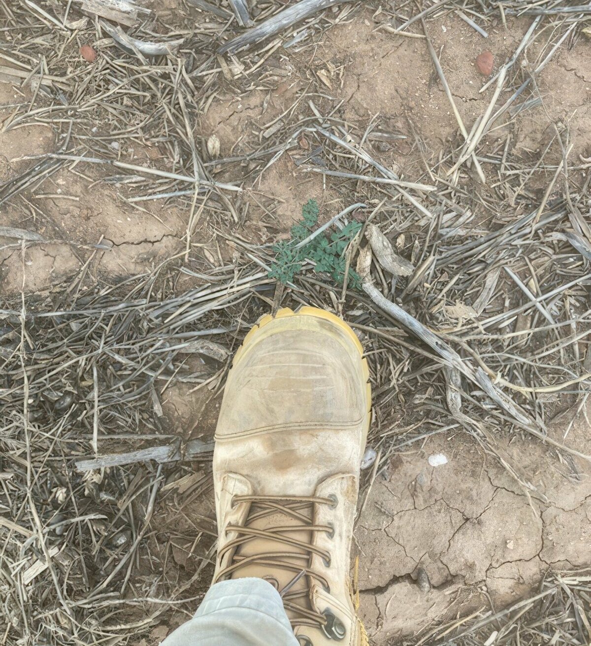 A brown boot is stepping between dead weeds